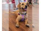 Dachshund Mix DOG FOR ADOPTION RGADN-1239152 - RUBY - Dachshund / Mixed (medium