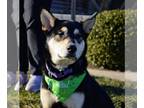 Shiba Inu Mix DOG FOR ADOPTION RGADN-1239160 - Shiloh - Shiba Inu / Mixed (short