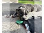 American Staffordshire Terrier DOG FOR ADOPTION RGADN-1239163 - Cuddles -
