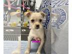 Border Terrier-Norfolk Terrier Mix DOG FOR ADOPTION RGADN-1239165 - GIBLET -
