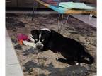 Collie-Labrador Retriever Mix DOG FOR ADOPTION RGADN-1239166 - Blue* - Collie /