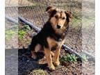 Collie Mix DOG FOR ADOPTION RGADN-1239171 - Lassie* - Collie / Mixed Dog For