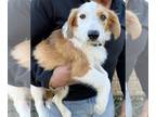Parson Russell Terrier Mix DOG FOR ADOPTION RGADN-1239188 - Bud Lonestar -