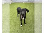 Great Dane DOG FOR ADOPTION RGADN-1239189 - Abby - Great Dane Dog For Adoption