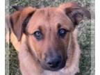 Anatolian Shepherd Mix DOG FOR ADOPTION RGADN-1239190 - B.B