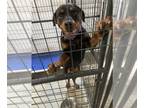 Rottweiler DOG FOR ADOPTION RGADN-1239195 - Lula Mae - Rottweiler Dog For