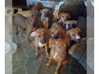 Mastiff Mix DOG FOR ADOPTION RGADN-1239205 - Hazel - Mastiff / Mixed Dog For