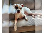 Boxer DOG FOR ADOPTION RGADN-1239208 - Bailey V - Boxer Dog For Adoption