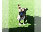 Bull Terrier Mix DOG FOR ADOPTION RGADN-1239215 - LILY - Bull Terrier / Mixed
