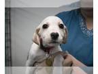 American Pit Bull Terrier Mix DOG FOR ADOPTION RGADN-1239227 - Patrick - Pit
