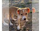 Labrador Retriever-Rat Terrier Mix DOG FOR ADOPTION RGADN-1239231 - TOOTSIE -