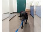 Labrador Retriever DOG FOR ADOPTION RGADN-1239236 - FRANKIE - Labrador Retriever