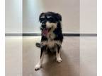 Cairn Terrier DOG FOR ADOPTION RGADN-1239237 - JUNO - Cairn Terrier (medium