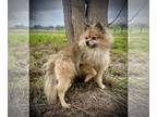Pomeranian DOG FOR ADOPTION RGADN-1239241 - Bear - Pomeranian (medium coat) Dog