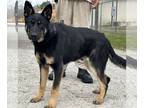 German Shepherd Dog DOG FOR ADOPTION RGADN-1239244 - Redbud - German Shepherd