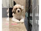 Shih-Poo DOG FOR ADOPTION RGADN-1239249 - Tory Burch - Poodle (Miniature) / Shih