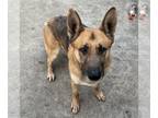 German Shepherd Dog Mix DOG FOR ADOPTION RGADN-1239267 - Spencer - German