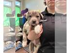 Australian Shepherd-Boxer Mix DOG FOR ADOPTION RGADN-1239271 - Rory (NY-Emily) -