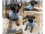 German Shepherd Dog Mix DOG FOR ADOPTION RGADN-1239274 - Shaggy (NY-Shari) -