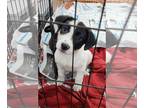 Labrador Retriever Mix DOG FOR ADOPTION RGADN-1239285 - Iris (NY-Sarah) -