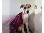 Boxer Mix DOG FOR ADOPTION RGADN-1239292 - Paisley - Boxer / Mixed (short coat)