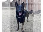 Dutch Shepherd Mix DOG FOR ADOPTION RGADN-1239293 - Sloane - In Foster - Dutch