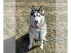 Siberian Husky Mix DOG FOR ADOPTION RGADN-1239294 - Flash - Siberian Husky /