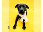 Labrador Retriever Mix DOG FOR ADOPTION RGADN-1239298 - *SPARKLE - Labrador