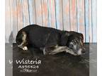 German Shorthaired Pointer Mix DOG FOR ADOPTION RGADN-1239301 - WISTERIA -