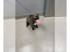 American Pit Bull Terrier Mix DOG FOR ADOPTION RGADN-1239309 - *CARE BEAR - Pit