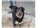 Australian Shepherd Mix DOG FOR ADOPTION RGADN-1239315 - CHEWBACCA - Australian