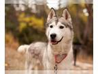 Siberian Husky DOG FOR ADOPTION RGADN-1239317 - WALLACE - Siberian Husky (medium