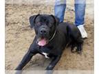 Mastiff DOG FOR ADOPTION RGADN-1239321 - BUNKER - Mastiff (medium coat) Dog For