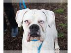 Boxer DOG FOR ADOPTION RGADN-1239325 - BUBBLE GUM - Boxer (medium coat) Dog For
