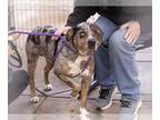 Catahoula Leopard Dog Mix DOG FOR ADOPTION RGADN-1239328 - JACKPOT - Catahoula