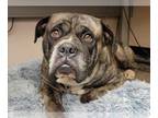 Boxer DOG FOR ADOPTION RGADN-1239331 - CHAPO - Boxer (medium coat) Dog For