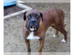 Boxer Mix DOG FOR ADOPTION RGADN-1239332 - REYNA - Boxer / Cane Corso Mastiff /