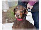 Doberman Pinscher DOG FOR ADOPTION RGADN-1239333 - SWEETHEART - Doberman