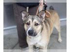 German Shepherd Dog Mix DOG FOR ADOPTION RGADN-1239344 - HAWKEYE - German