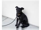 Labrador Retriever Mix DOG FOR ADOPTION RGADN-1239348 - GWEN - Labrador