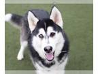 Alusky DOG FOR ADOPTION RGADN-1239349 - SUNDAE - Alaskan Malamute / Siberian