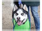 Alusky DOG FOR ADOPTION RGADN-1239350 - MINT CHIP - Alaskan Malamute / Siberian