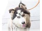 Alaskan Malamute DOG FOR ADOPTION RGADN-1239351 - PARFAIT - Alaskan Malamute