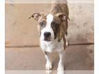 Boston Terrier Mix DOG FOR ADOPTION RGADN-1239353 - DANNY - Boston Terrier /
