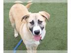 Anatolian Shepherd Mix DOG FOR ADOPTION RGADN-1239361 - OATMEAL - Anatolian