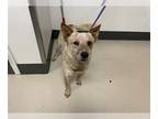 Australian Cattle Dog DOG FOR ADOPTION RGADN-1239385 - CHASE - Queensland Heeler