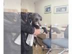 American Pit Bull Terrier-Huskies Mix DOG FOR ADOPTION RGADN-1239394 - Seven