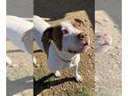 American Pit Bull Terrier DOG FOR ADOPTION RGADN-1239407 - Kenslee - Pit Bull