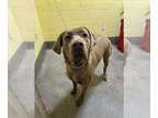 Labrador Retriever DOG FOR ADOPTION RGADN-1239414 - *KLUTCH - Labrador Retriever