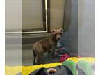 American Pit Bull Terrier DOG FOR ADOPTION RGADN-1239417 - ROXY - Pit Bull
